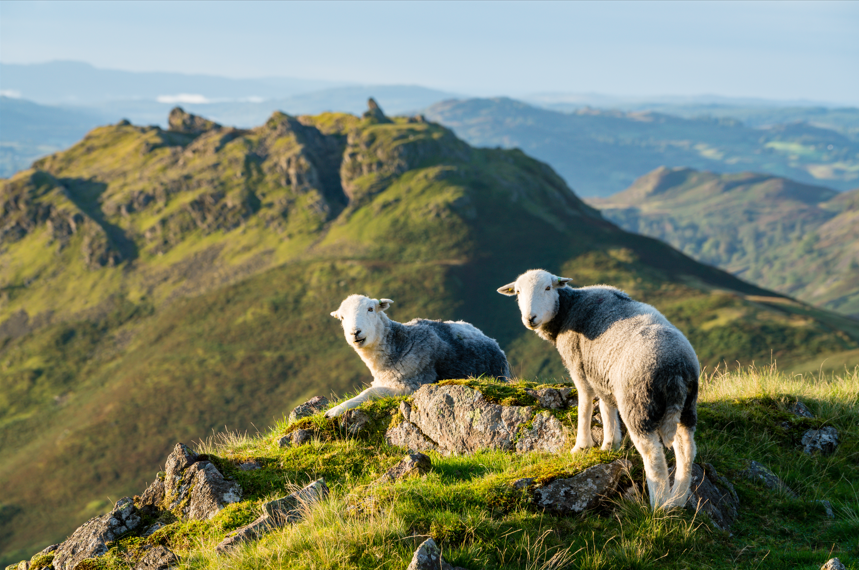 Your Soft, Woolly Jumper (Or Blanket): The Hard, Environmental Facts