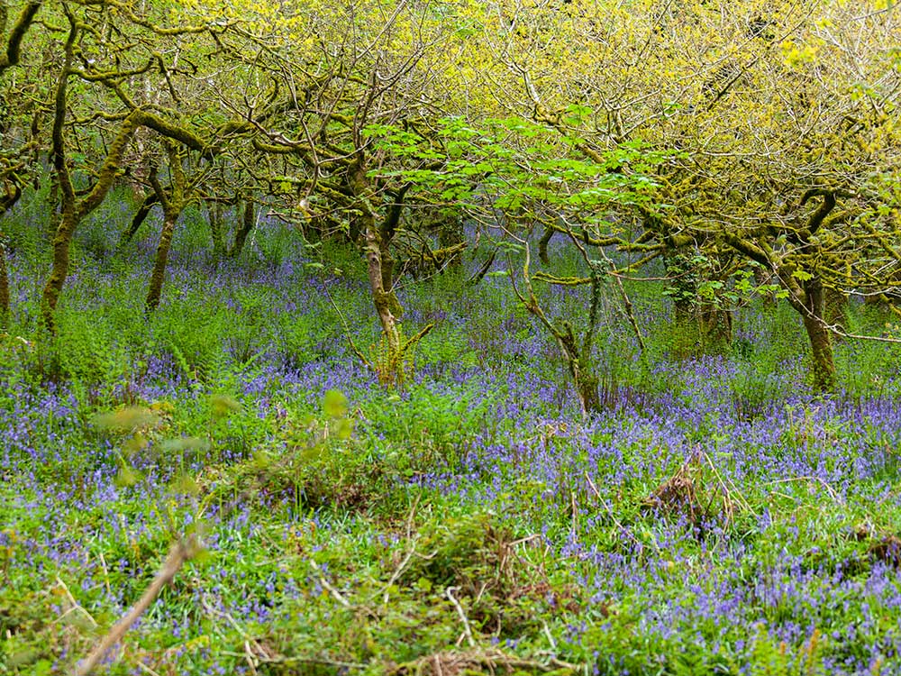 English Temperate Rainforest with Bluebells