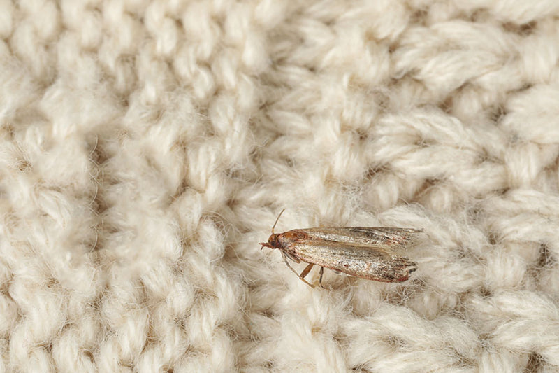 How to Protect Against Wool Moths