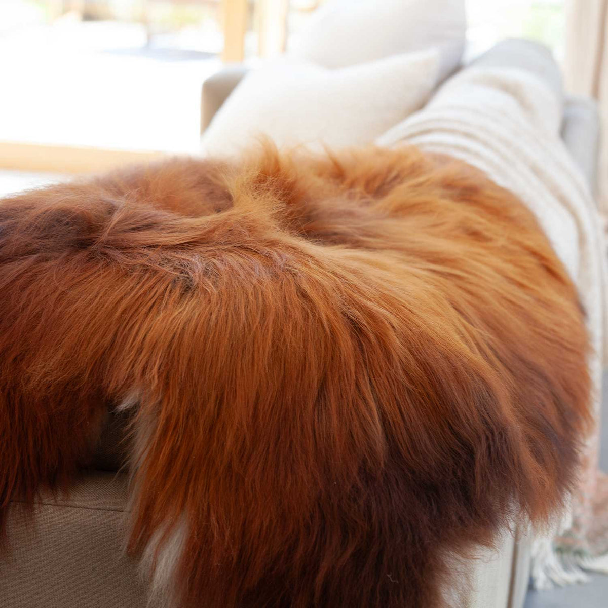 Close-up of Undyed Icelandic sheepskin, long wool. Chocolate brown with a burst of sunkissed highlights, silky soft. By The Wool Company