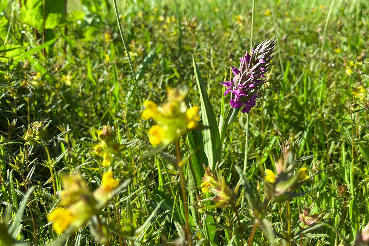 Our Wildflower Meadow, Eight Years On...