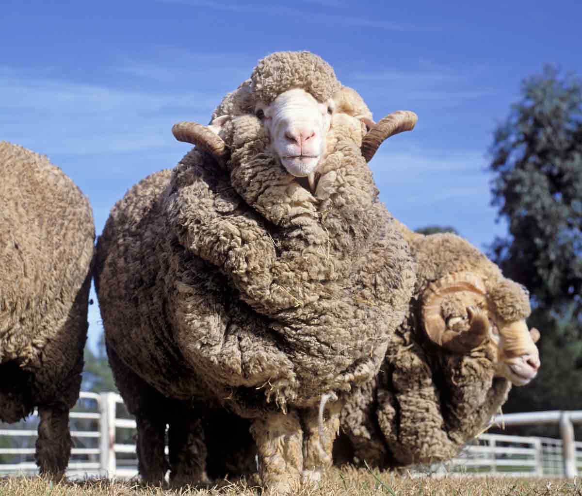 From Spain to Space: The Timeless Tale of Merino Wool
