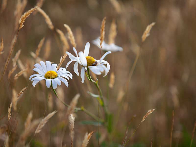 Weather and Wildflowers: Heaven in a Meadow