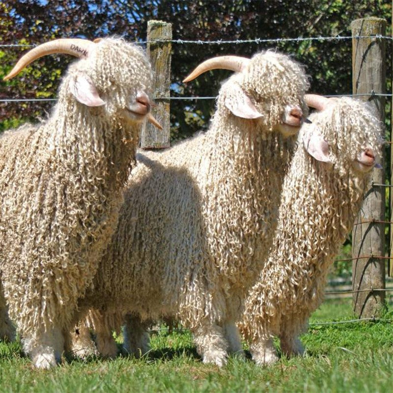 Noble Fibres: The Royalty of Wool