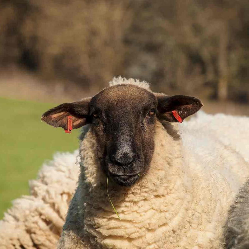 Can choosing wool really save the world?