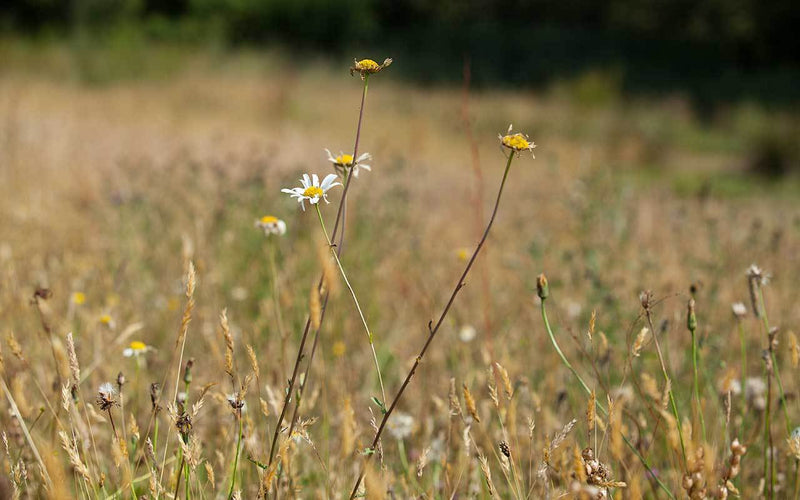 Creating our own Wildflower Meadow