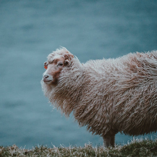 Five properties of wool Why wool The Wool Company