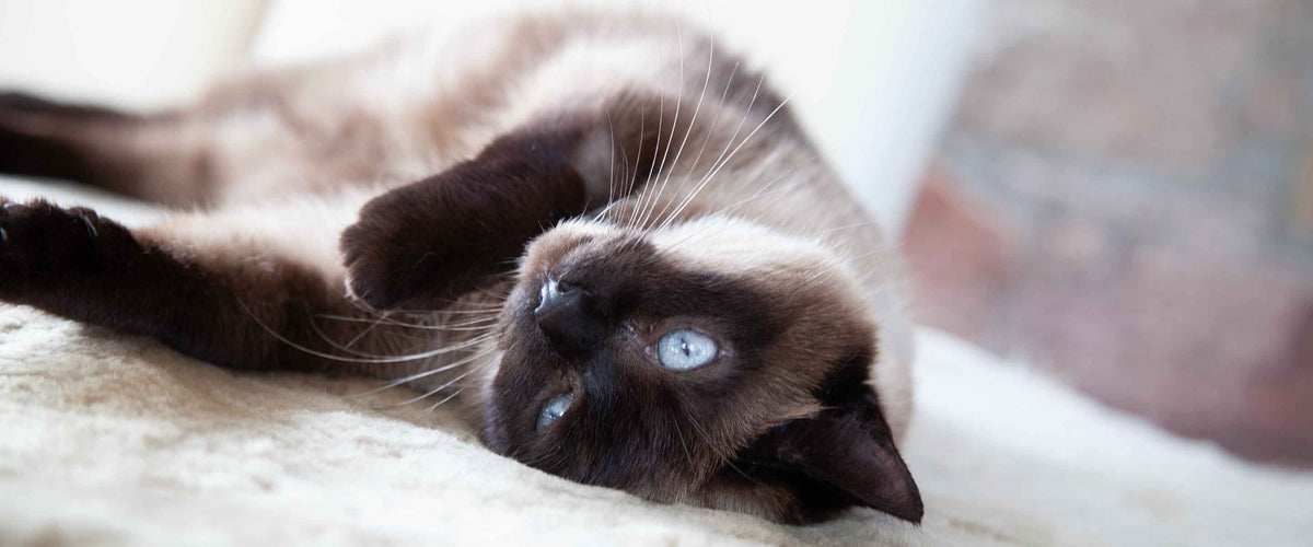 Exclusive Sheepskin Pet Beds