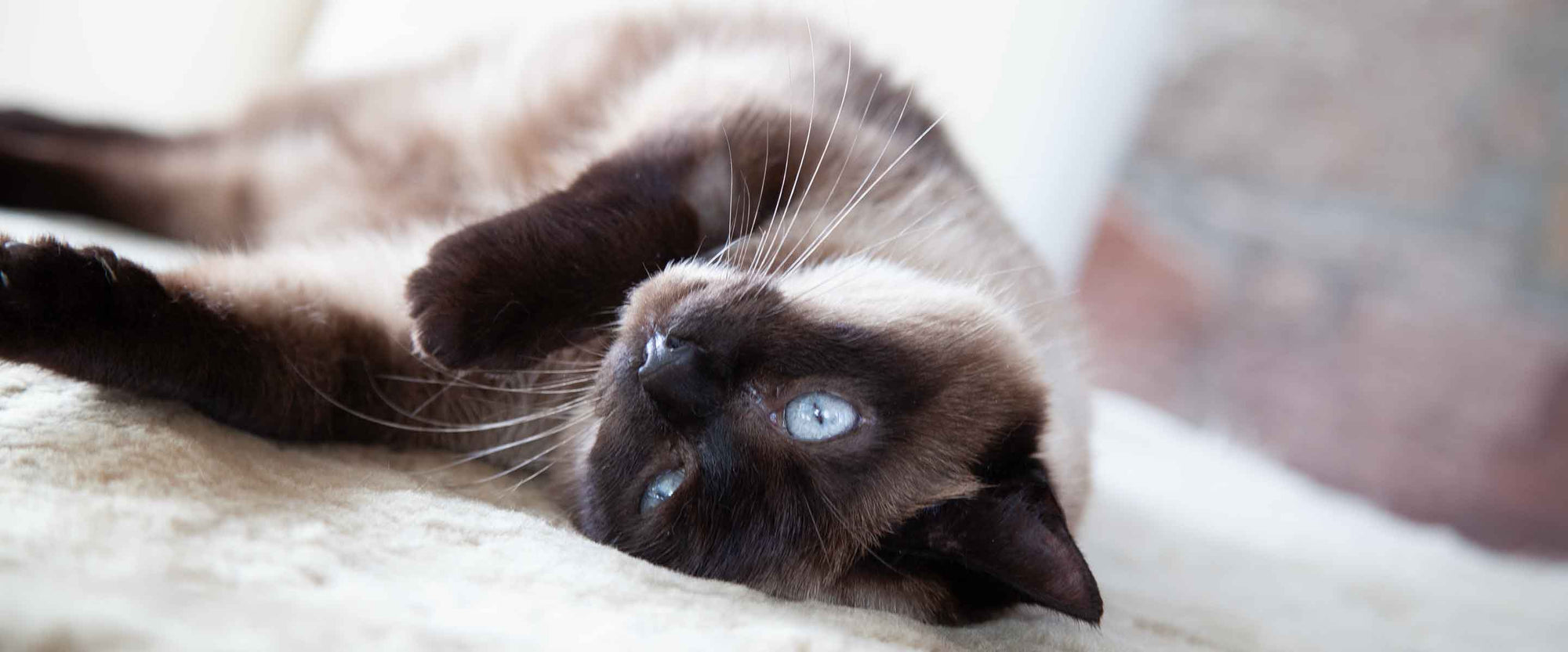 Exclusive Sheepskin Pet Beds