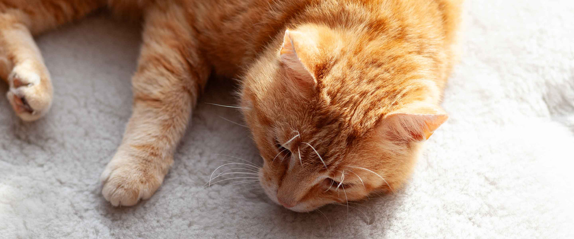 Soft, natural, and calming, classic natural undyed sheepskin pet beds, and dyed luxury sheepskin pet beds in fabulous colours