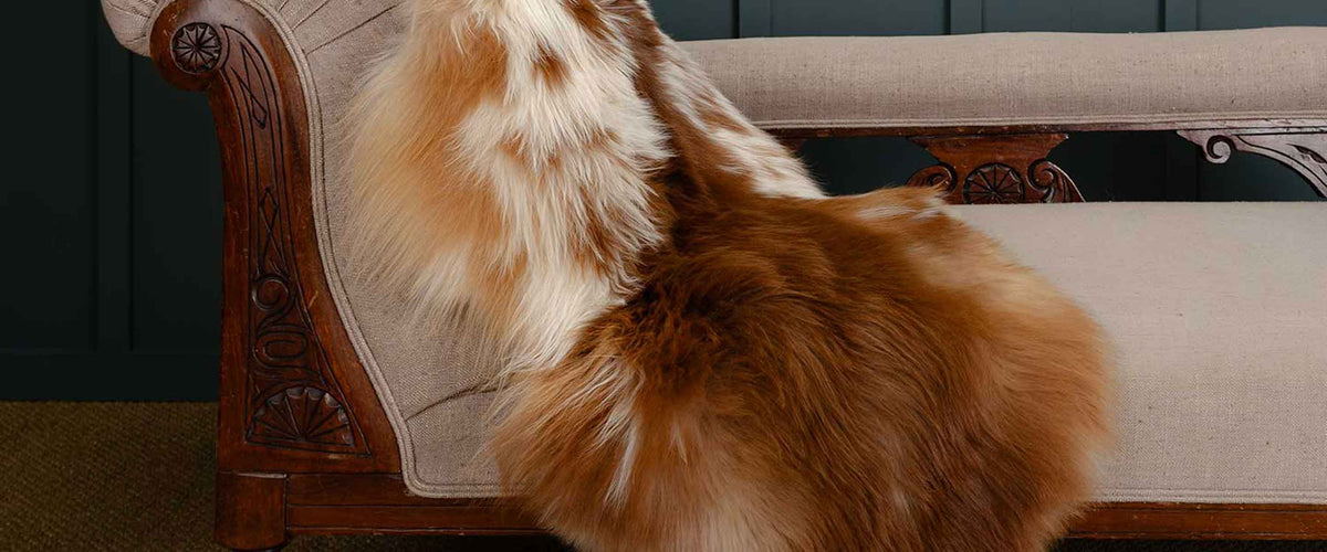 Soft, luxurious natural and dyed sheepskin throws for chairs, sofas, and beds, shorn, long wool, curly and straight fleece.