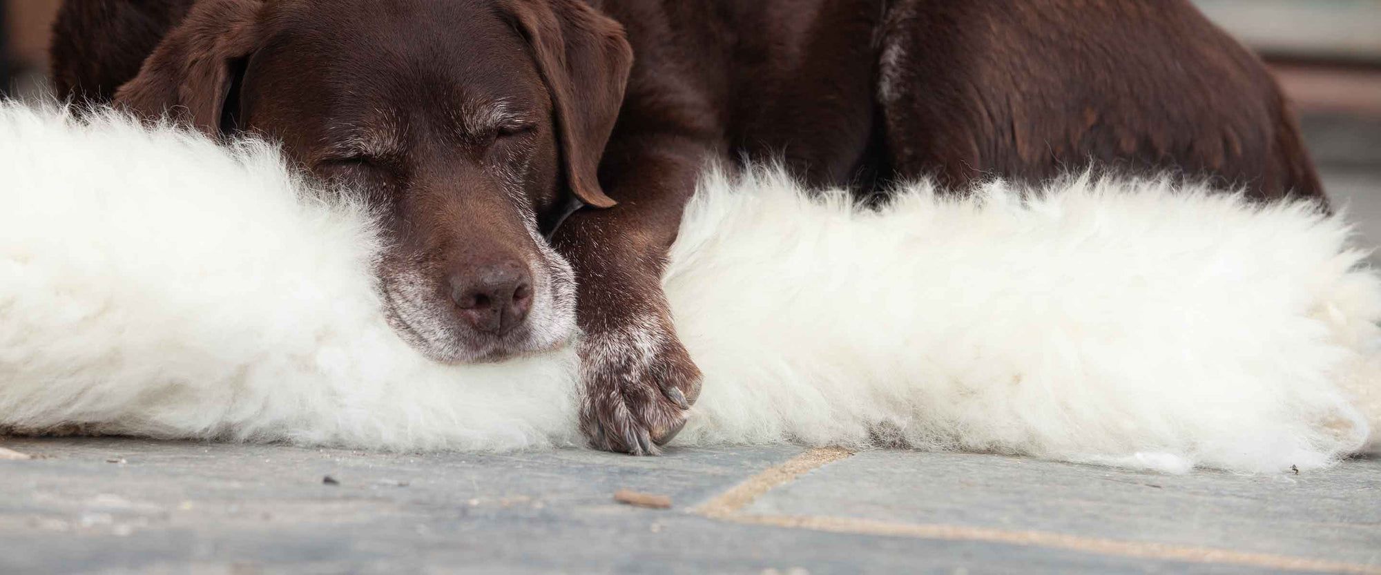 White Sheepskin Pet Rugs