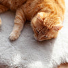 Luxury Boho Pet Rug Pearl