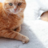 Luxury Boho Pet Rug Pearl