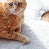 Luxury Boho Pet Rug Pearl