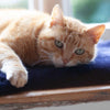 Luxury Boho Pet Rug Navy
