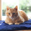 Luxury Sheepskin Pet Bed