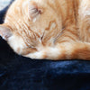 Luxury Sheepskin Pet Bed