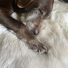 British double Linen colour dyed longwool sheepskin rug soft cream & caramel tones super silky-soft fleece 200 x 70cm approx