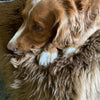 Small super-soft & silky longwool fleece padded sheepskin pet bed non-slip backing warm brown tones By The Wool Company