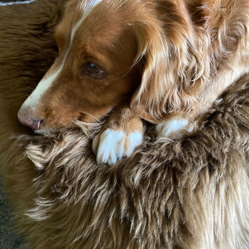 Small super-soft & silky longwool fleece padded sheepskin pet bed non-slip backing warm brown tones By The Wool Company