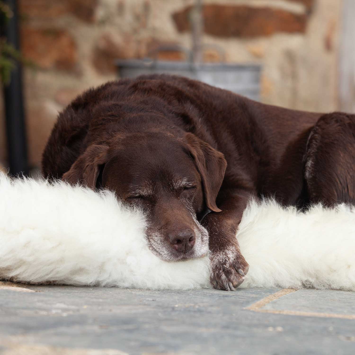 Economy Sheepskin Pet Bed Dog or Cat The Wool Company