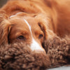 Soft, thick, & supportive British economy sheepskin pet bed or economical rug for the home or garden in chocolate brown tones